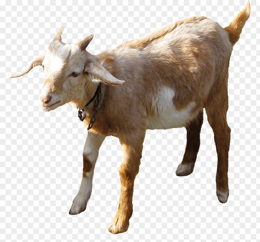Sheep Boer Goat Farming Sheep–goat Hybrid PNG