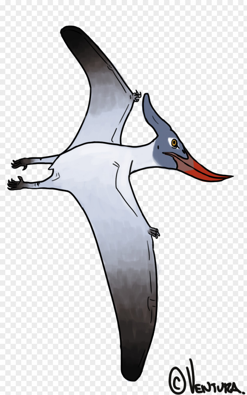 Albatross Shorebirds Cygnini Goose PNG