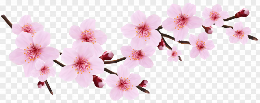 Blossom Spring Pink Twig Transparent Clip Art Image Cherry Blossoms Resorts Icon PNG