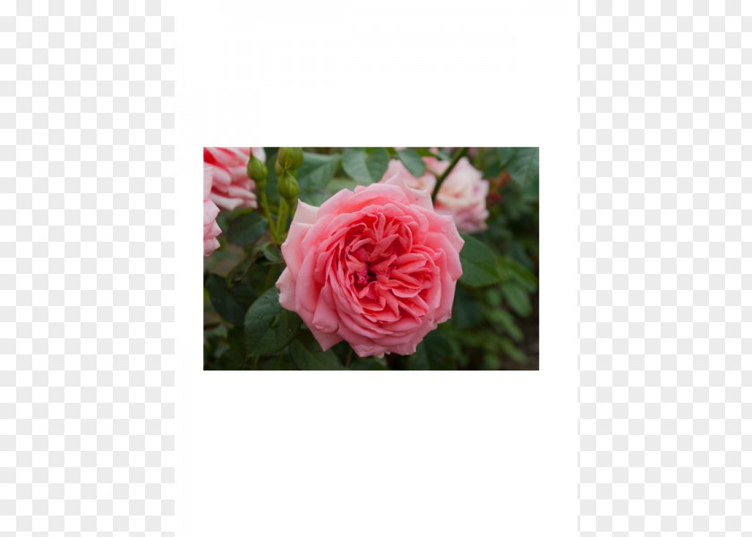 Floribunda Garden Roses Cabbage Rose Mavromatis Nursery Kimono PNG