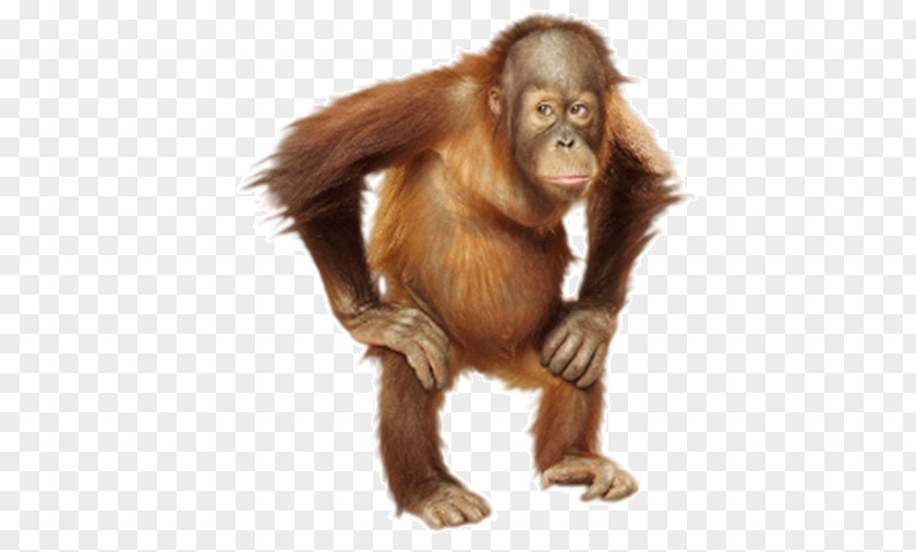 Orangutan Monkey Portraits Photography Photographer PNG