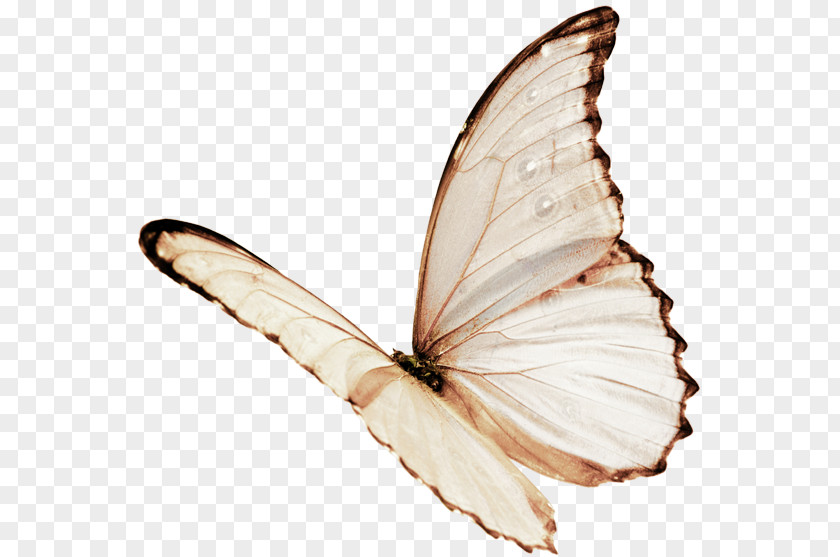 Plain Butterfly Color Clip Art PNG
