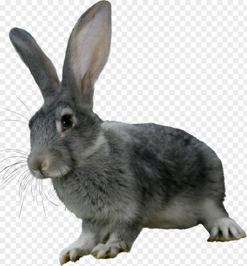 Rabbit Hare Domestic PNG