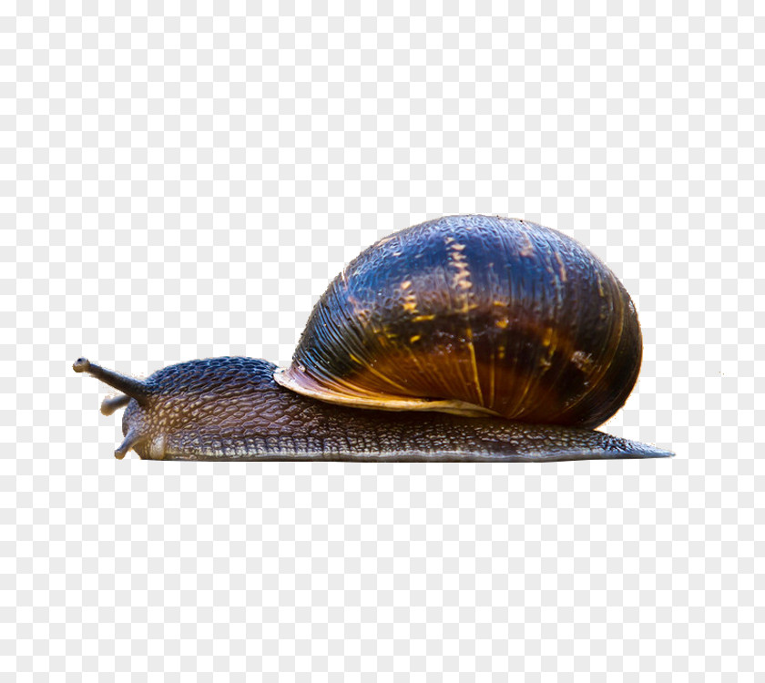 Small Snail Macintosh High-definition Television Gastropod Shell Wallpaper PNG