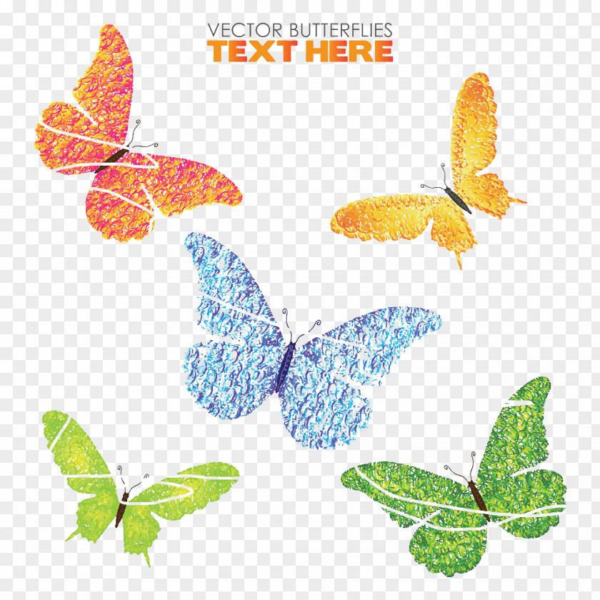 Butterfly Bee Insect PNG