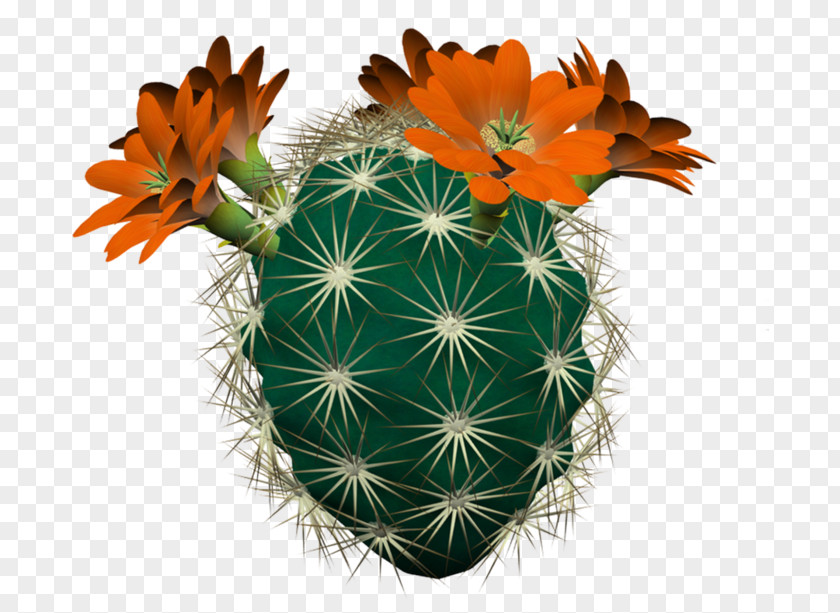 Cactus Painting Hedgehog Cacti Cactaceae Strawberry Clip Art PNG