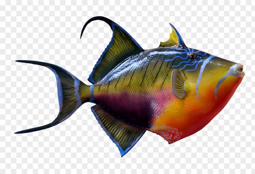 Colorful Fish Portable Document Format PNG