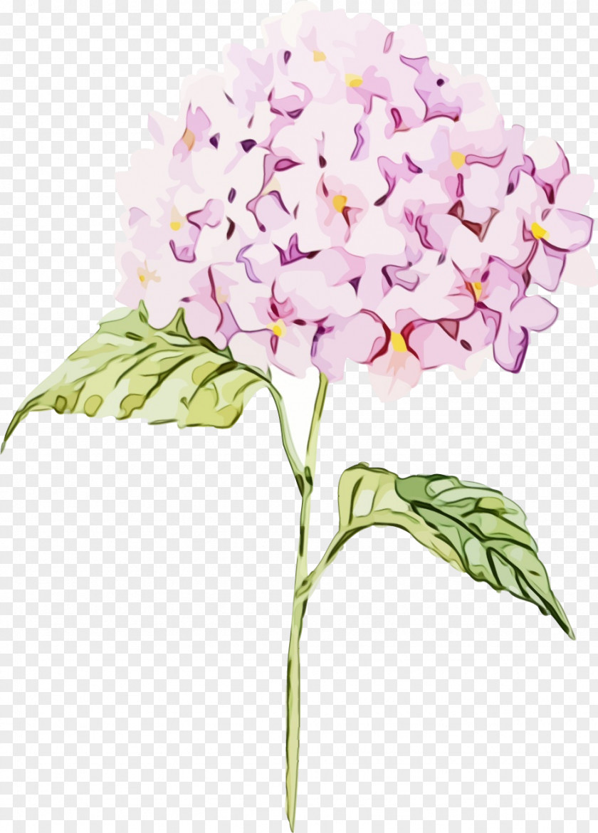 Orchids Of The Philippines Hydrangeaceae Watercolor Pink Flowers PNG