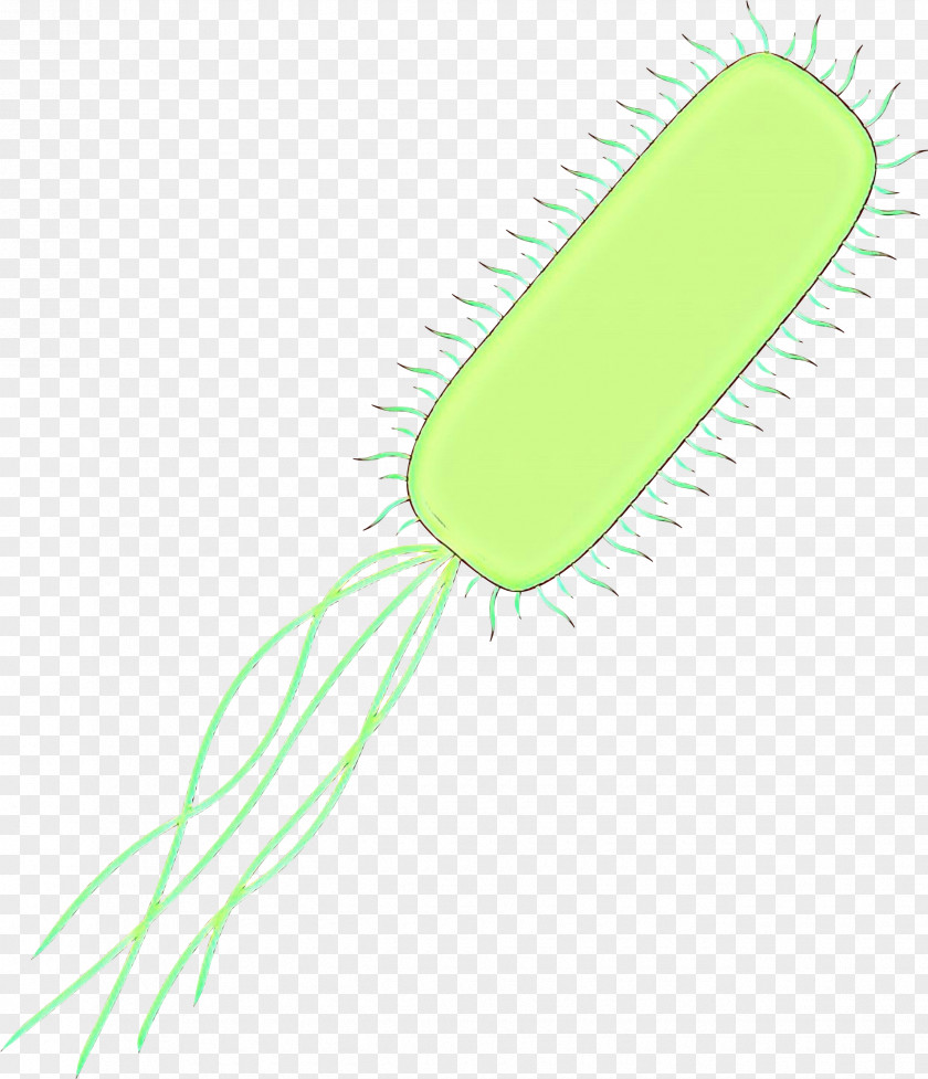 Plant Green Line PNG