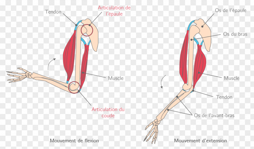 Arm Finger Muscle Joint Muscular System Élongation Musculaire PNG