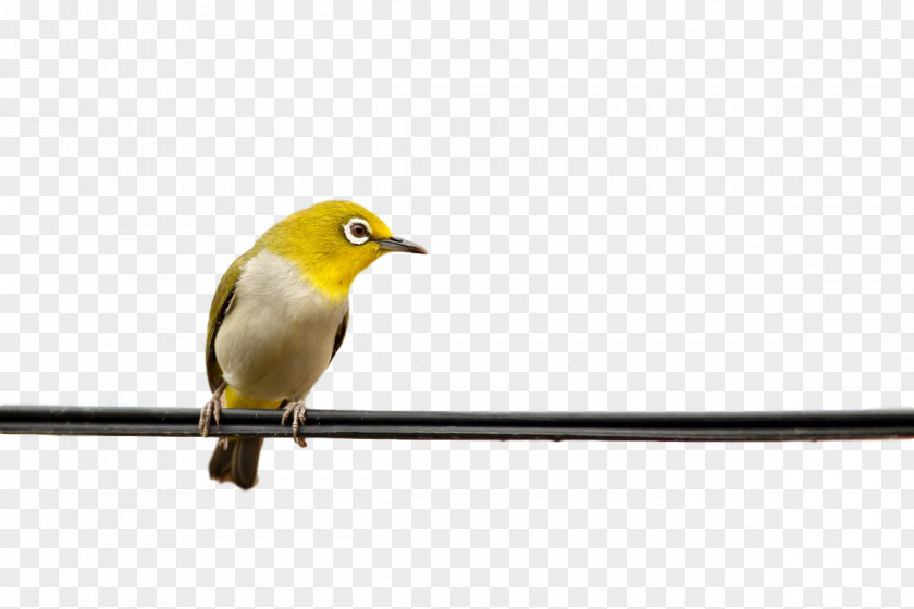 Birds Finches Beak Meter Science PNG