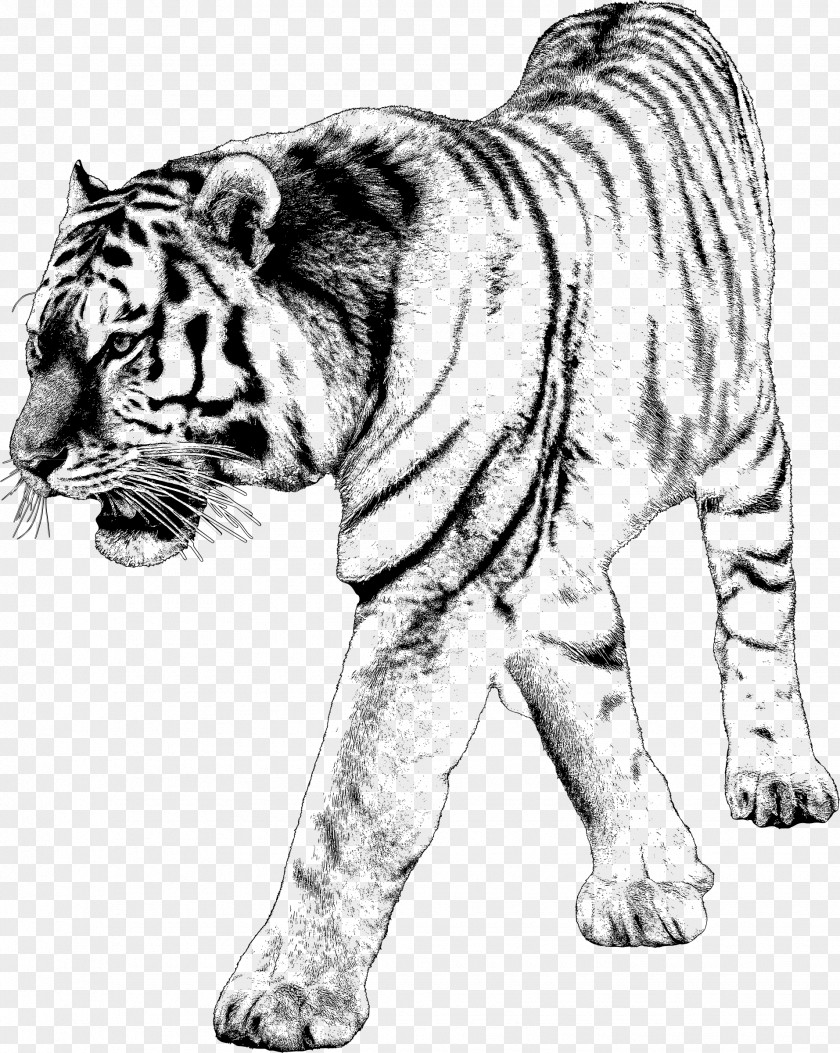 Tiger Whiskers Lion Cat Dog PNG