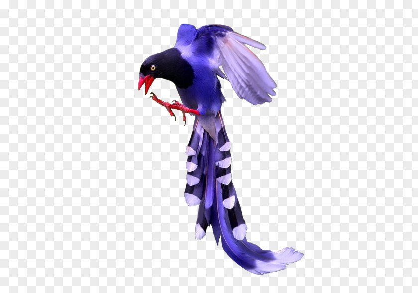 Bird Purple Image Color PNG