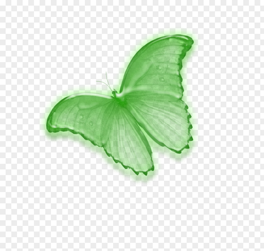 Creative Flower Photos Butterfly Insect PhotoScape Image Editing Pollinator PNG