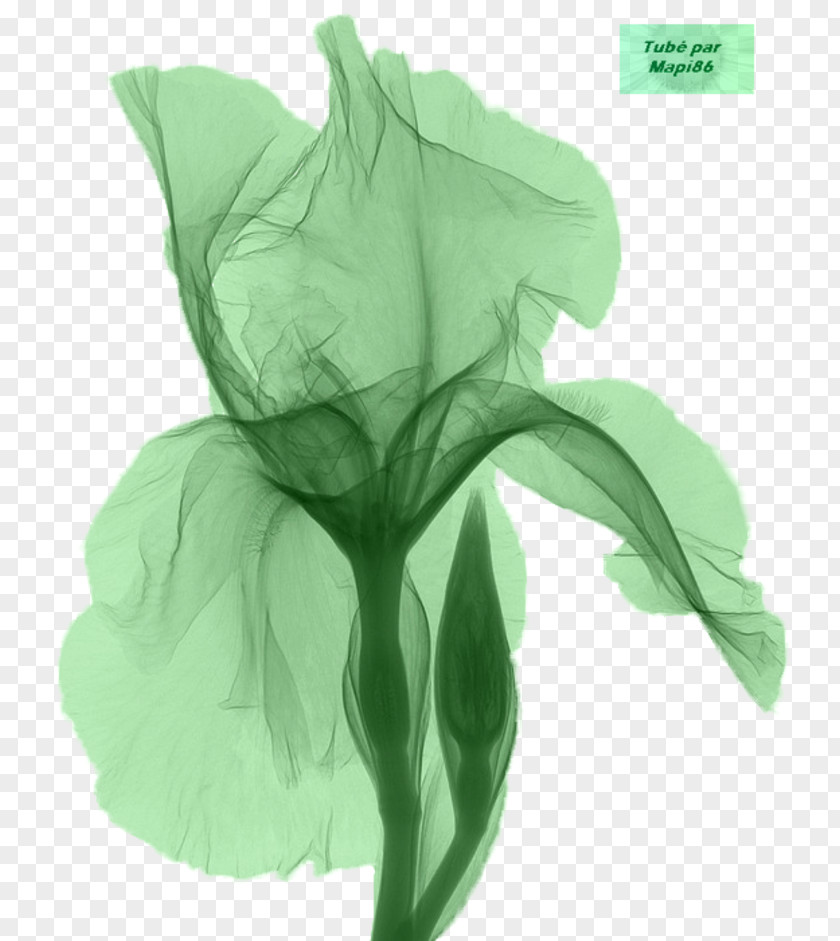 Flower Northern Blue Flag X-ray Iris Data Set Croatica PNG