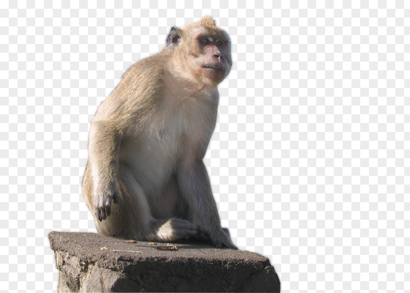 Poms Macaque Old World Cercopithecidae New Monkeys PNG
