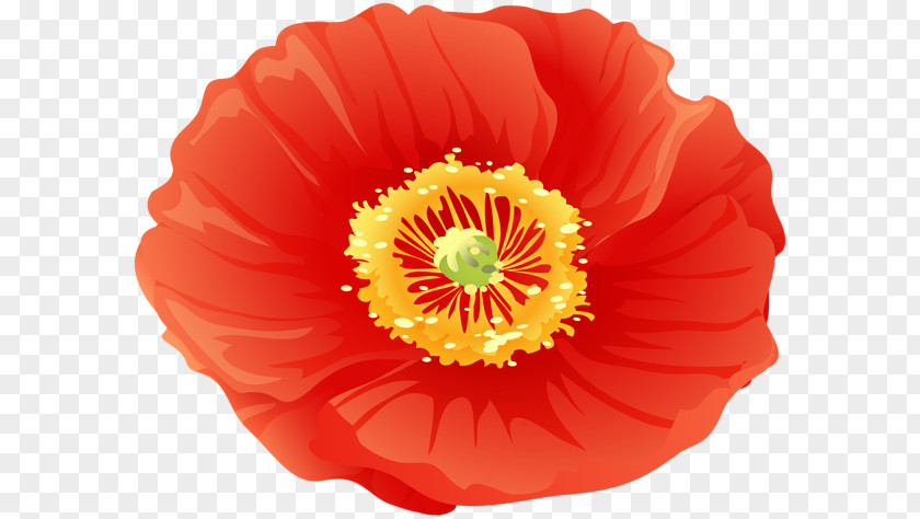 Poppies Transparency And Translucency Poppy Clip Art Image PNG