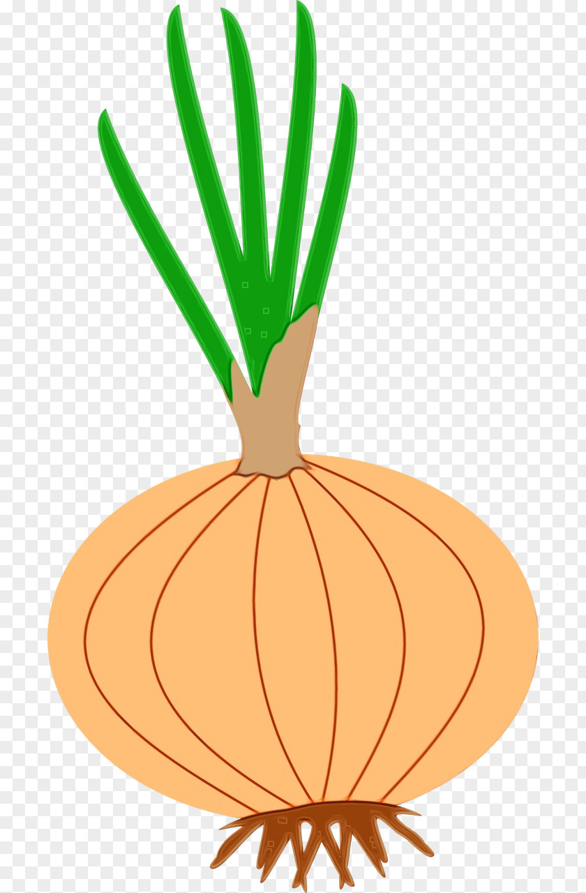 Vegetarian Food Allium Carrot Vegetable Root Plant PNG