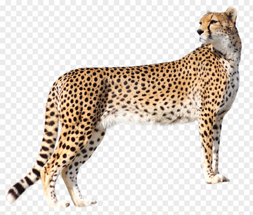 Cheetah Felidae PNG