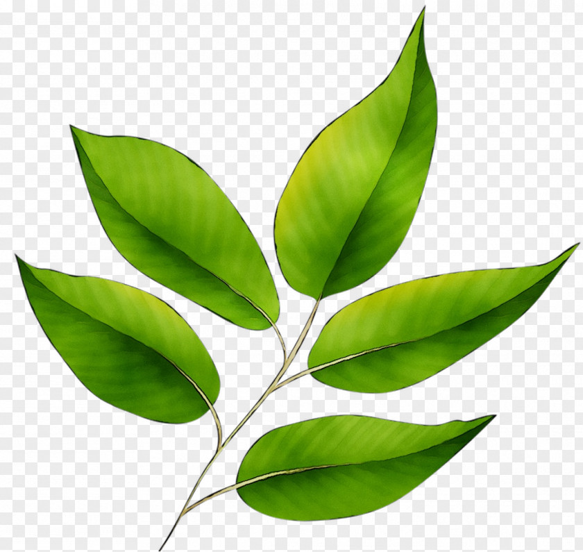 Leaf Plant Stem Plants PNG