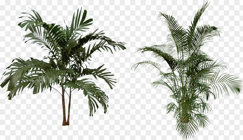 Palm Tree Arecaceae Clip Art PNG