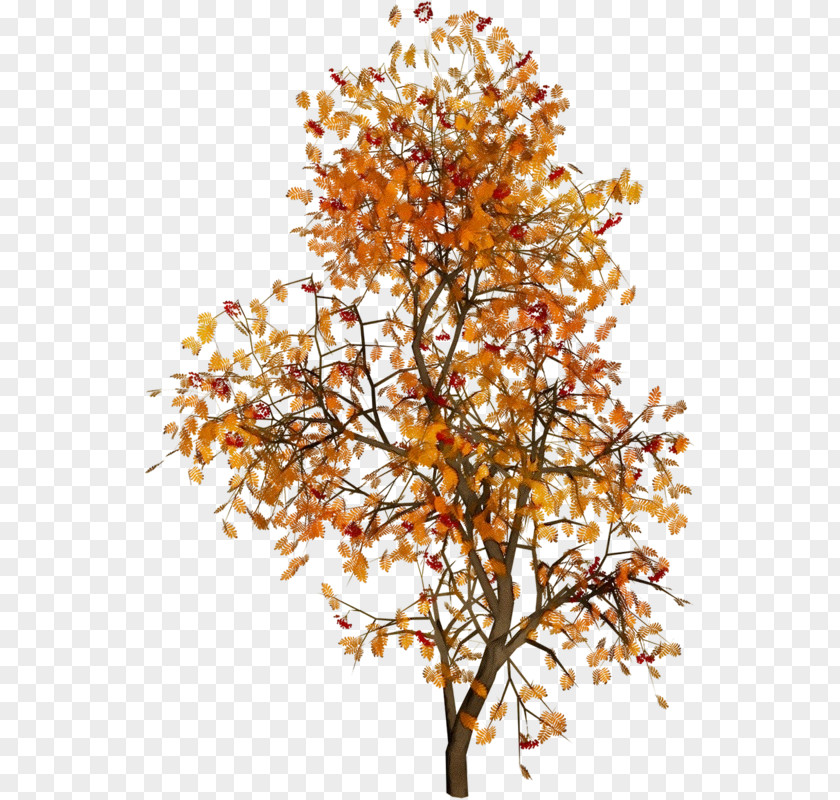 Plane Deciduous Labor Day Plant PNG