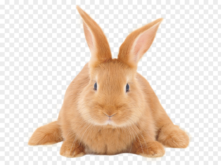 Rabbit Domestic Cruelty-free Hare Stock Photography PNG
