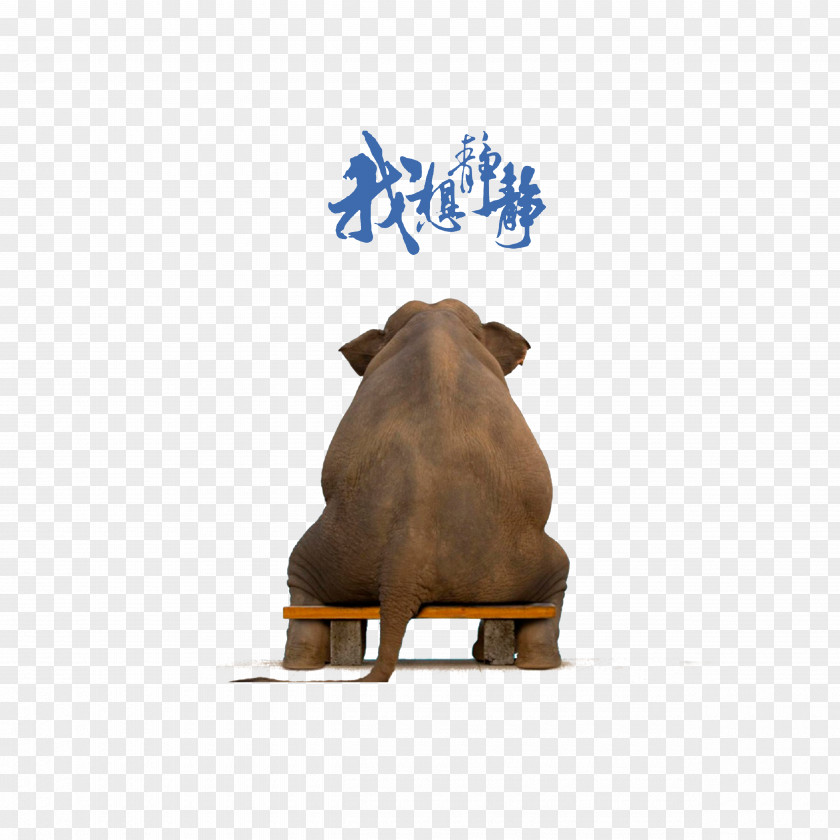 The Elephant Said He Wanted To Be Quiet Elephantidae 1080p High-definition Television Wallpaper PNG
