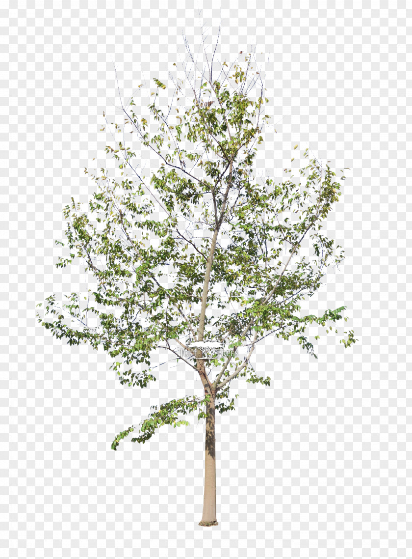 Tree Plant Stem Artificial Flower PNG