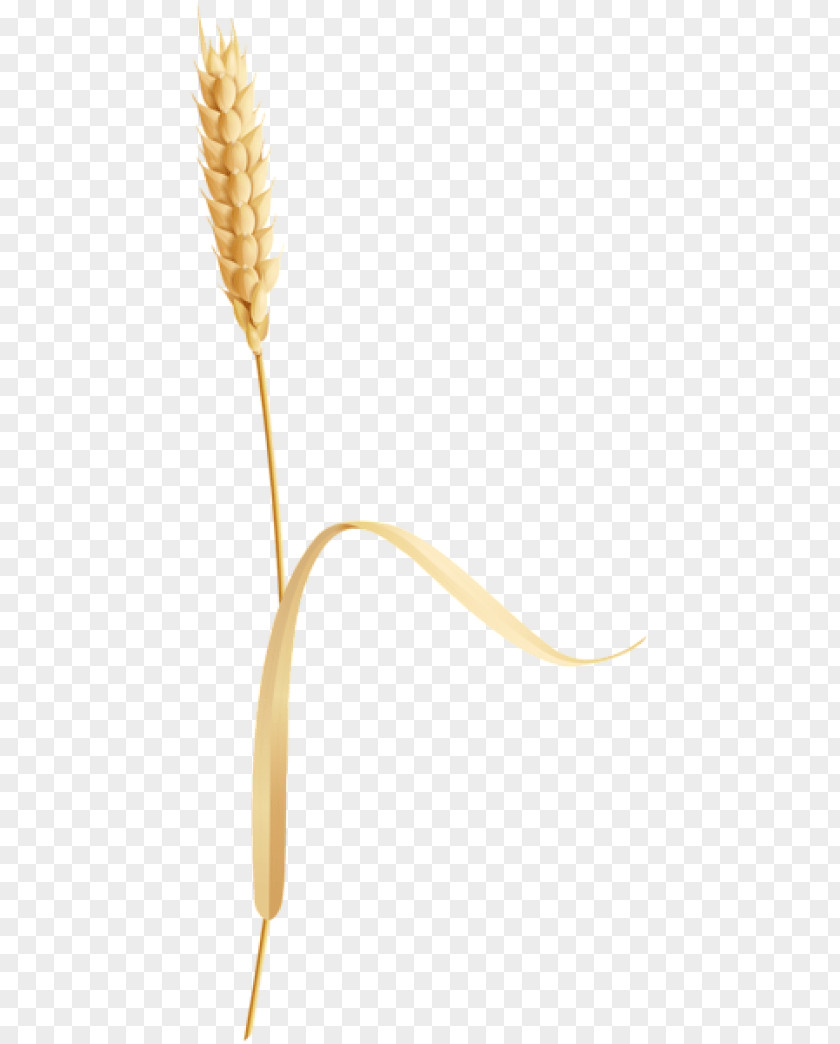 Wheat Bag Grasses Commodity Flower Plant Stem PNG