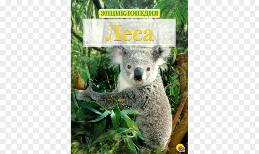 Koala Baby Koalas Bear The Australia PNG