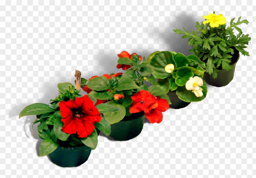 Petunia Floral Design Flowerpot Artificial Flower Cut Flowers PNG