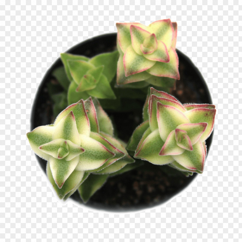 Suculent Crassula Perforata Pigmyweeds Succulent Plant Leaf Cactaceae PNG