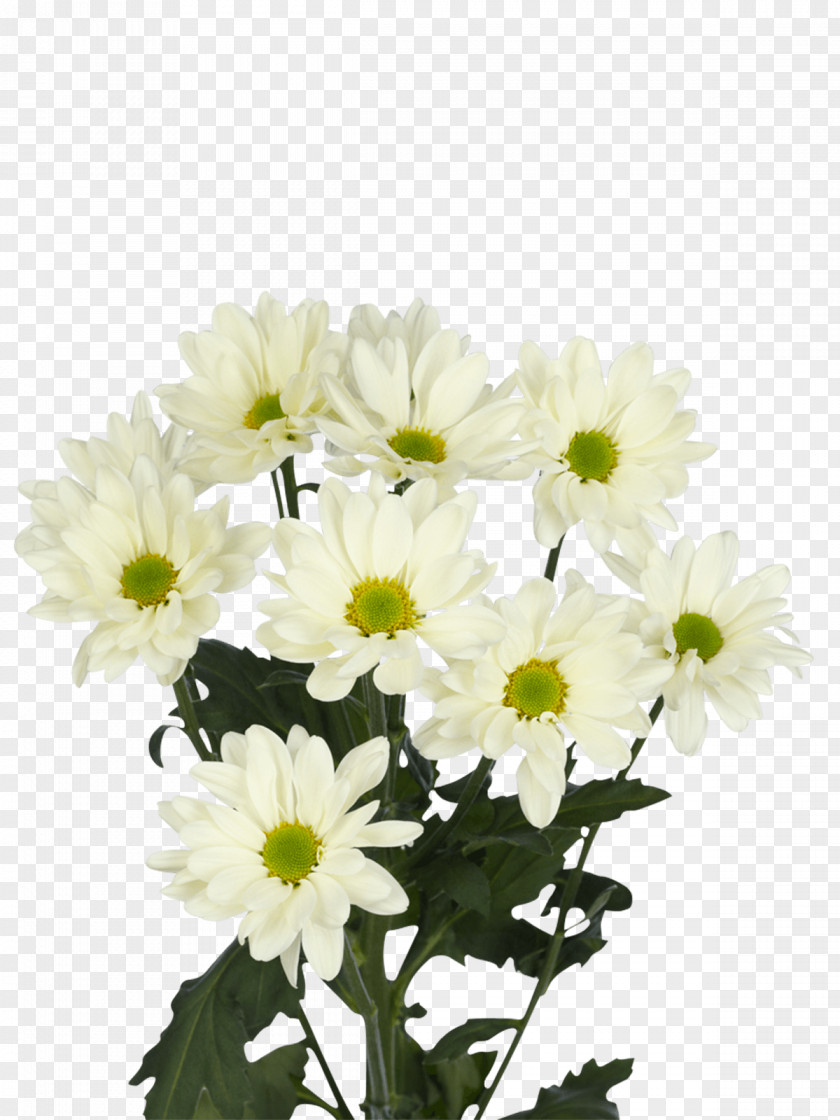 Chrysanthemum White Prosecco Oxeye Daisy Transvaal Flower PNG