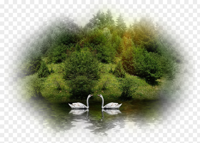 Swans Desktop Wallpaper Nature Download Display Resolution PNG
