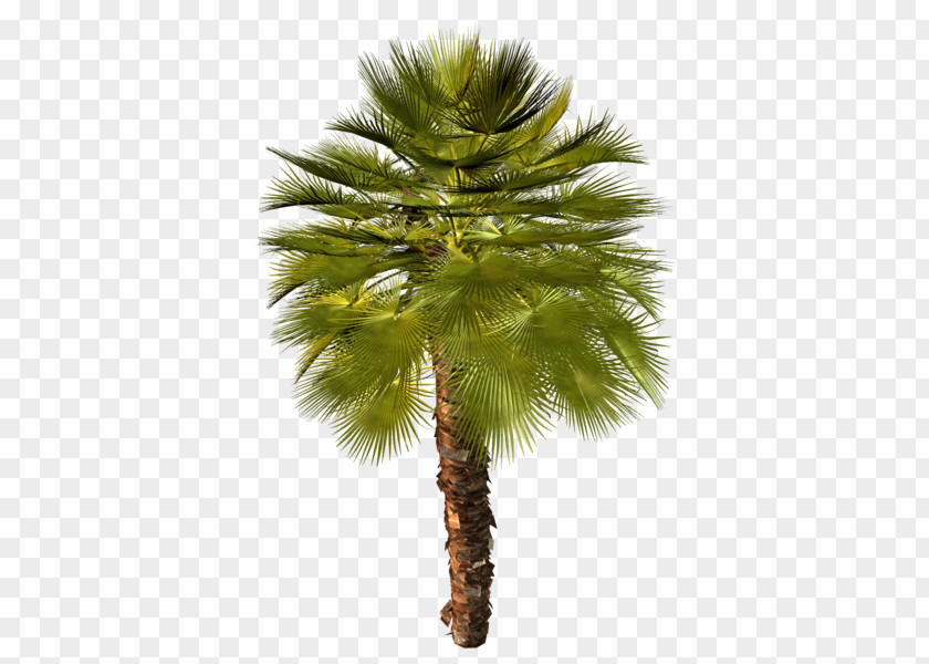 Tree Asian Palmyra Palm Arecaceae Attalea Speciosa Stock Photography Clip Art PNG