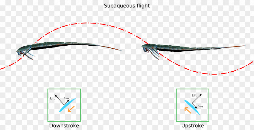 Plane Eurypterus Eurypterid Silurian Period Fossil PNG
