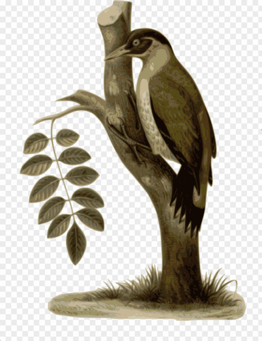 Bird Branches Station Woodpecker Clip Art PNG