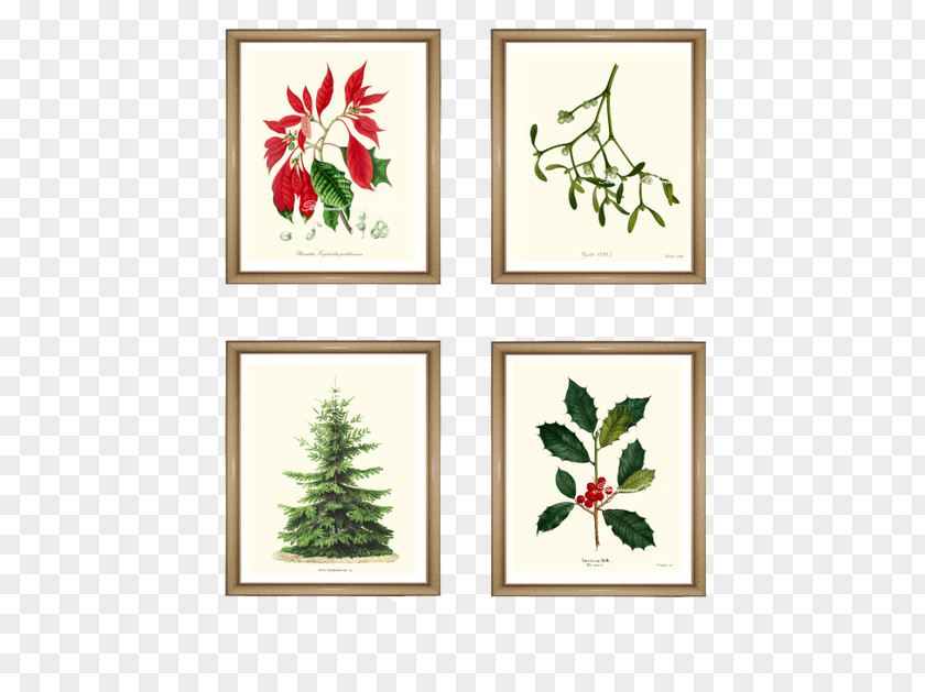 Christmas Posters Art Flower Holly Floral Design Poinsettia PNG