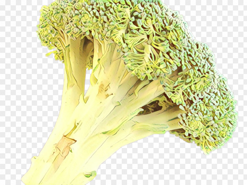 Flower Leaf Vegetable Broccoli Vegetarian Cuisine Fennel Herb Food PNG