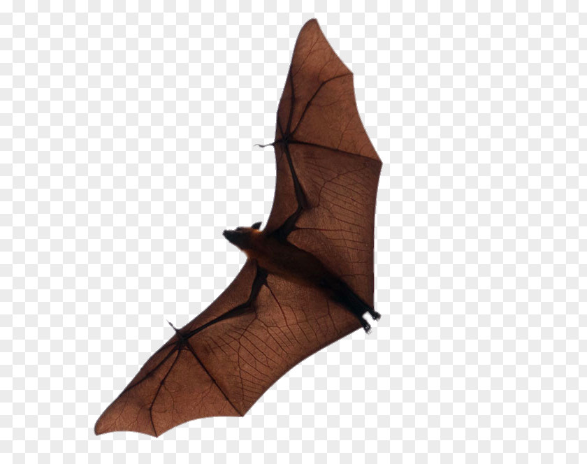 Flying Bat Flight Download PNG