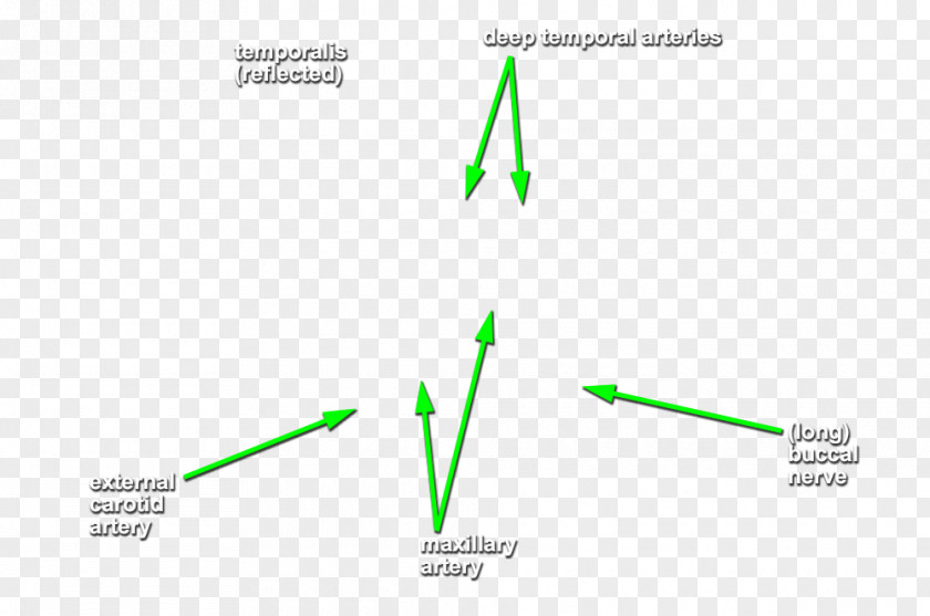 Line Diagram Graphics Product Design Green PNG