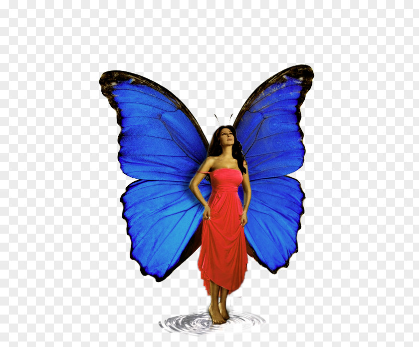 Papillon Monarch Butterfly Cobalt Blue Brush-footed Butterflies Fairy PNG