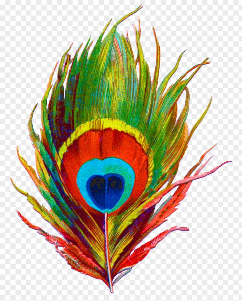 Peacock Krishna Bird Feather Peafowl Clip Art PNG