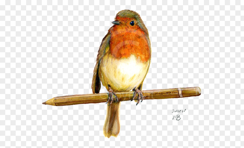 Bird European Robin British Garden Birds Drawing American PNG