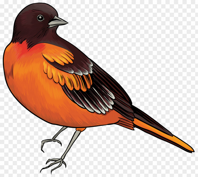 Bird Oriental Cuckoo Clip Art PNG