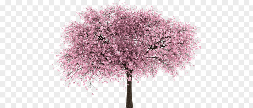Cherry Tree PNG tree clipart PNG