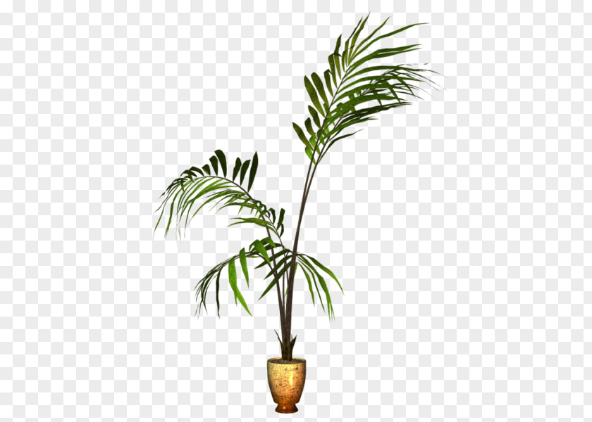 Coconut Flowerpot Houseplant Ornamental Plant PNG