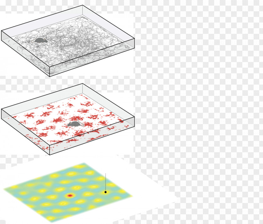 Hexagonal Box Mental Mapping Geography Cartography Brain PNG