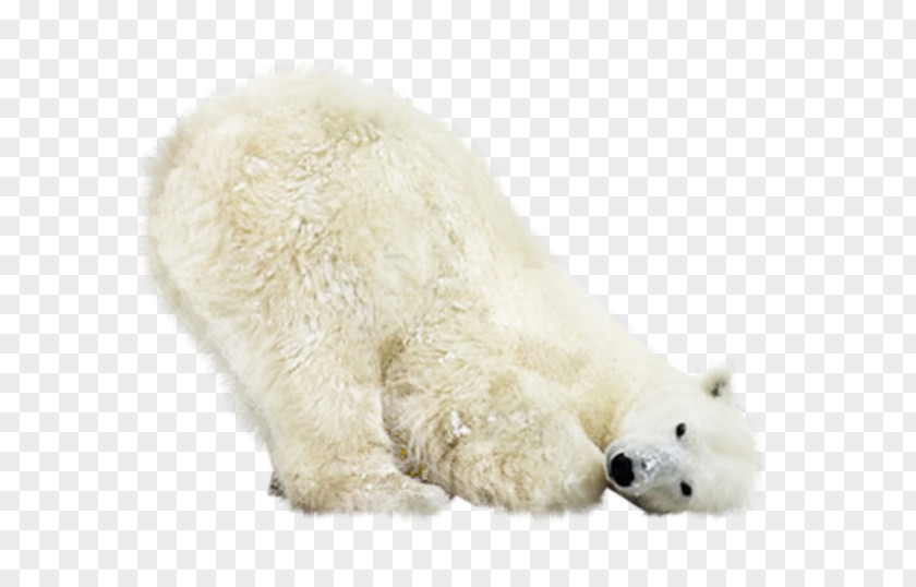 Polar Bear Earless Seal North Pole Clip Art PNG